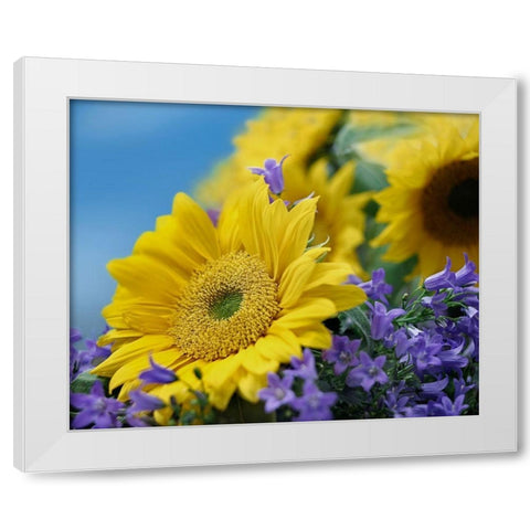 Sunflowers and Campanula White Modern Wood Framed Art Print by Fitzharris, Tim