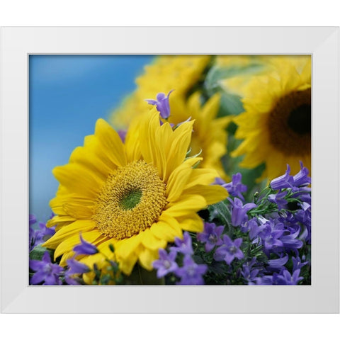 Sunflowers and Campanula White Modern Wood Framed Art Print by Fitzharris, Tim