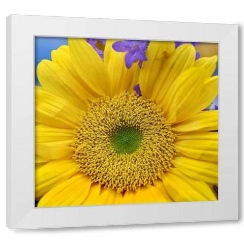 Sunflowers  White Modern Wood Framed Art Print by Fitzharris, Tim