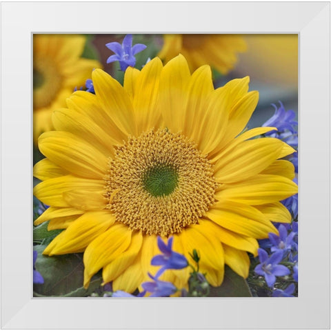 Sunflowers  White Modern Wood Framed Art Print by Fitzharris, Tim