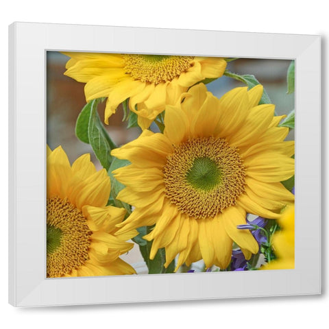 Sunflowers White Modern Wood Framed Art Print by Fitzharris, Tim