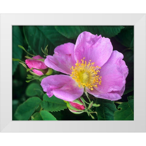 Wild Rose White Modern Wood Framed Art Print by Fitzharris, Tim