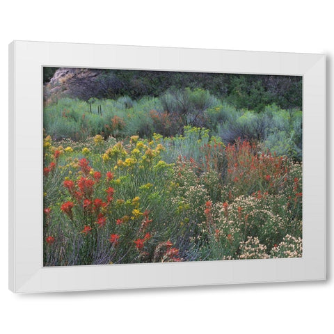 Indian Paintbrushes and Chamisas White Modern Wood Framed Art Print by Fitzharris, Tim