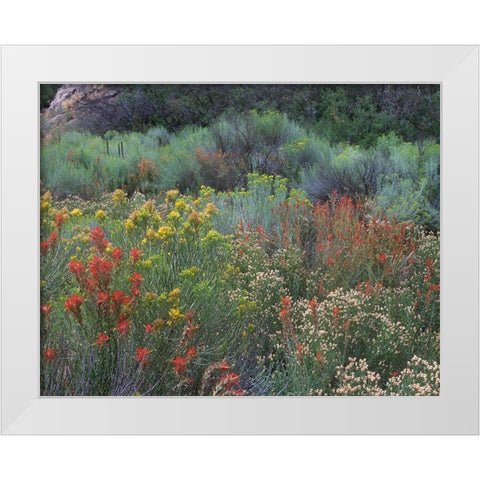 Indian Paintbrushes and Chamisas White Modern Wood Framed Art Print by Fitzharris, Tim