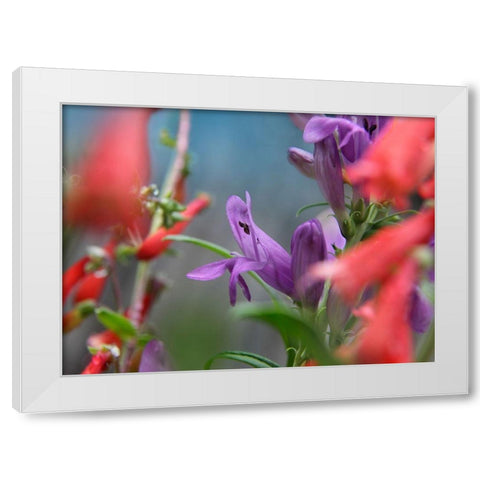 Rocky Mountain and Firecracker Penstemons White Modern Wood Framed Art Print by Fitzharris, Tim