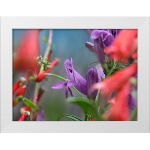 Rocky Mountain and Firecracker Penstemons White Modern Wood Framed Art Print by Fitzharris, Tim