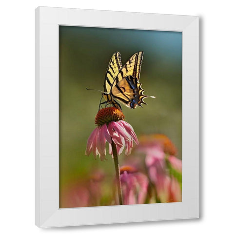 Two Tailed Swallowtail Butterfly on Purple Coneflower White Modern Wood Framed Art Print by Fitzharris, Tim