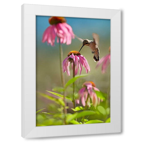 Black Chinned Hummingbird White Modern Wood Framed Art Print by Fitzharris, Tim