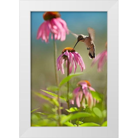 Black Chinned Hummingbird White Modern Wood Framed Art Print by Fitzharris, Tim