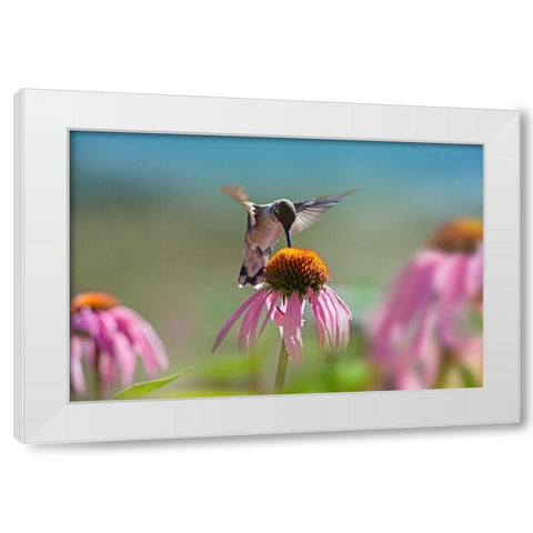 Black Chinned Hummingbird on Purple Coneflower White Modern Wood Framed Art Print by Fitzharris, Tim