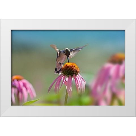 Black Chinned Hummingbird on Purple Coneflower White Modern Wood Framed Art Print by Fitzharris, Tim