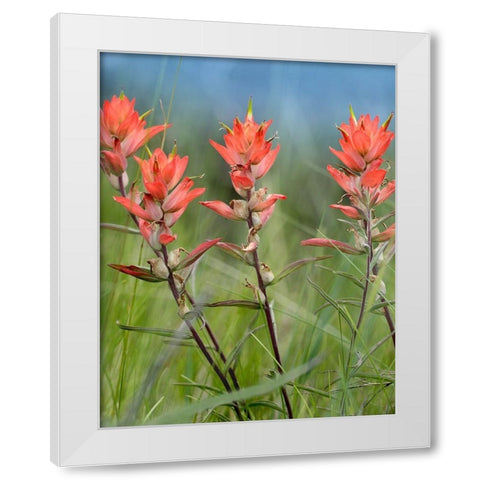 Indian Paintbrushes White Modern Wood Framed Art Print by Fitzharris, Tim