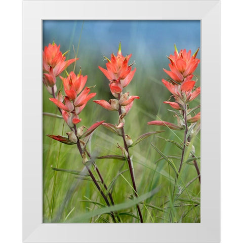 Indian Paintbrushes White Modern Wood Framed Art Print by Fitzharris, Tim