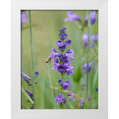 Rocky Mountain Penstemon White Modern Wood Framed Art Print by Fitzharris, Tim