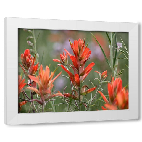 Indian Paintbrushes White Modern Wood Framed Art Print by Fitzharris, Tim