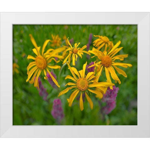 Orange Sneezeweeds White Modern Wood Framed Art Print by Fitzharris, Tim