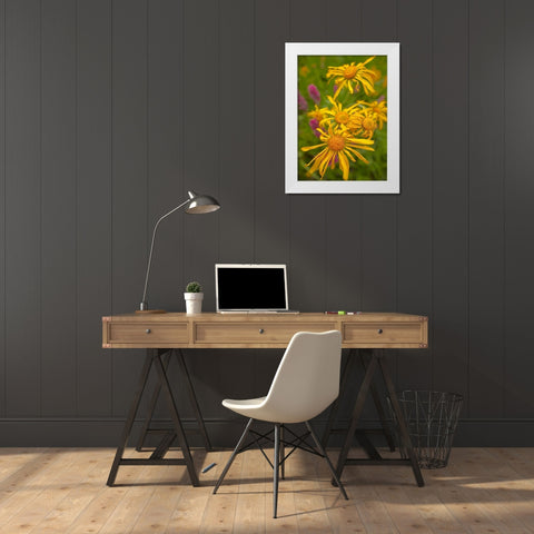 Orange Sneezeweeds White Modern Wood Framed Art Print by Fitzharris, Tim