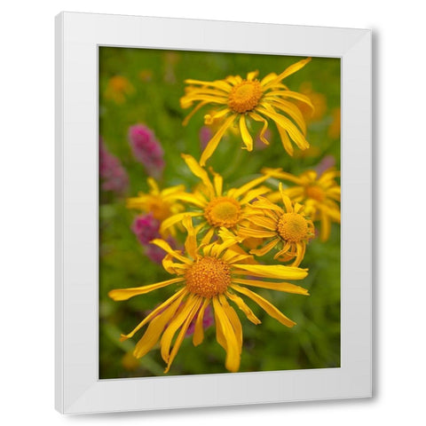 Orange Sneezeweeds White Modern Wood Framed Art Print by Fitzharris, Tim