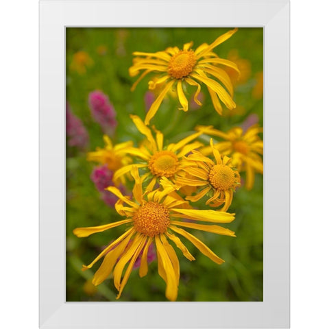 Orange Sneezeweeds White Modern Wood Framed Art Print by Fitzharris, Tim