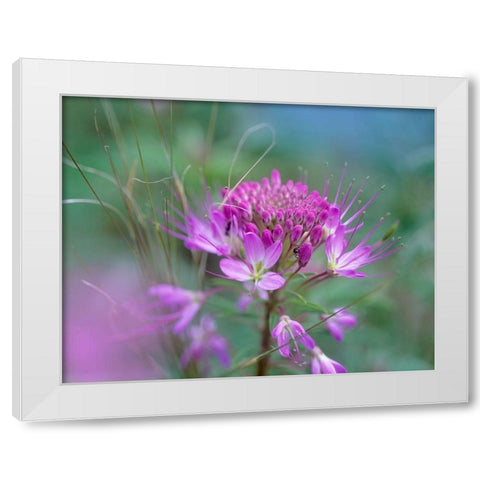 Rocky Mountain in Beeplant Flower with Ant White Modern Wood Framed Art Print by Fitzharris, Tim
