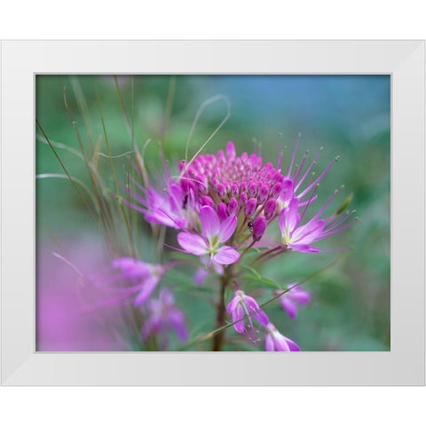 Rocky Mountain in Beeplant Flower with Ant White Modern Wood Framed Art Print by Fitzharris, Tim