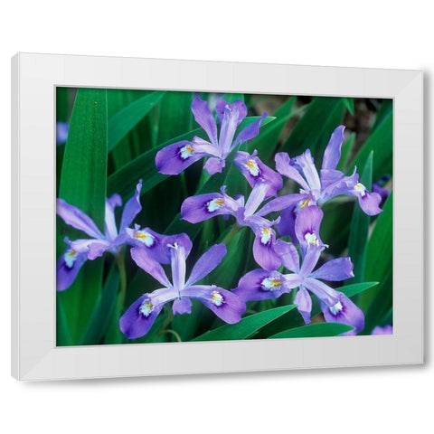 Crested Dwarf Iris White Modern Wood Framed Art Print by Fitzharris, Tim