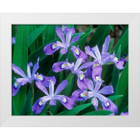 Crested Dwarf Iris White Modern Wood Framed Art Print by Fitzharris, Tim