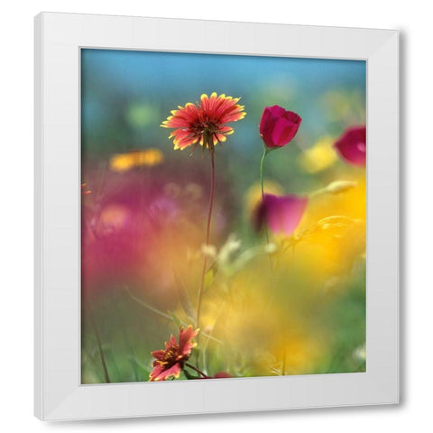 Indian Blanket and Wine-cups White Modern Wood Framed Art Print by Fitzharris, Tim