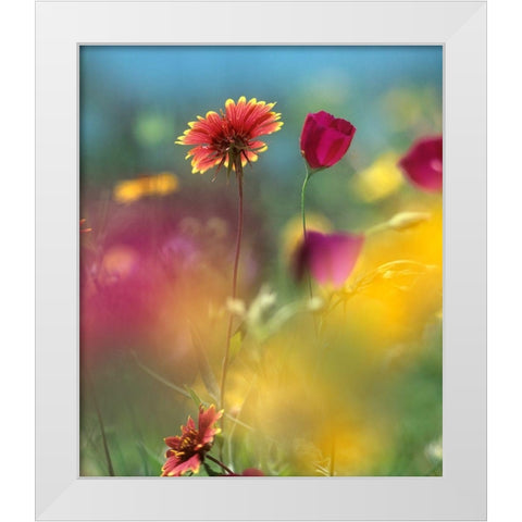 Indian Blanket and Wine-cups White Modern Wood Framed Art Print by Fitzharris, Tim