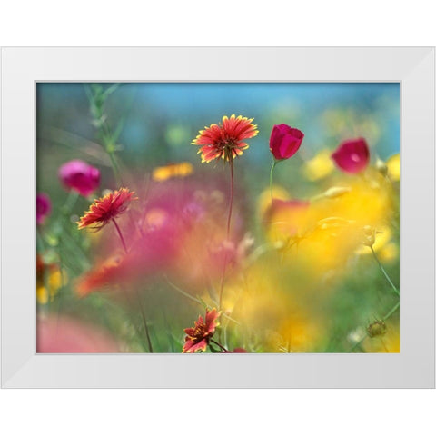 Indian Blanket and Wine-cups White Modern Wood Framed Art Print by Fitzharris, Tim