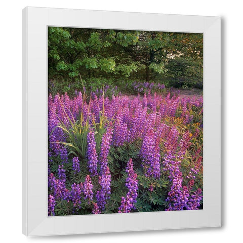 Lupines at West Beach White Modern Wood Framed Art Print by Fitzharris, Tim