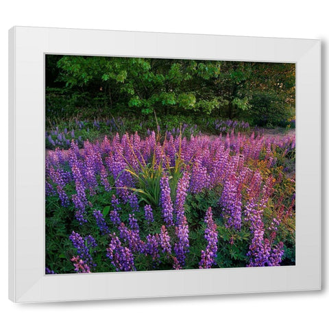 Lupines at West Beach White Modern Wood Framed Art Print by Fitzharris, Tim