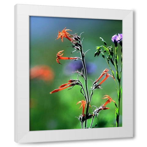 Scarlet Gilia and Blue Flax White Modern Wood Framed Art Print by Fitzharris, Tim