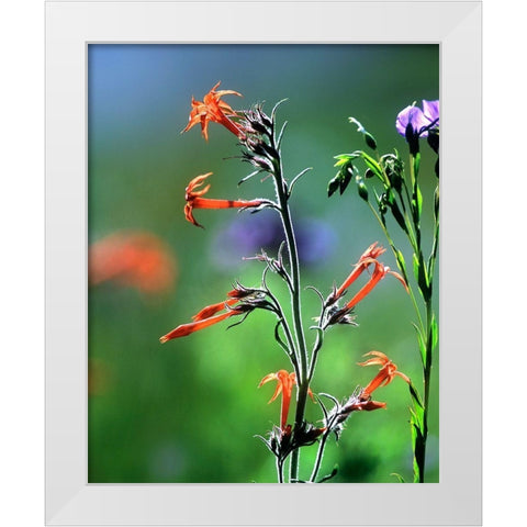 Scarlet Gilia and Blue Flax White Modern Wood Framed Art Print by Fitzharris, Tim