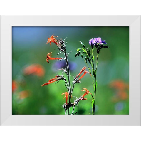 Scarlet Gilia and Blue Flax White Modern Wood Framed Art Print by Fitzharris, Tim