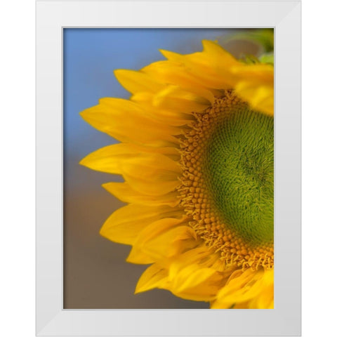 Sunflower White Modern Wood Framed Art Print by Fitzharris, Tim