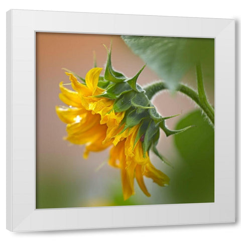 Sunflower White Modern Wood Framed Art Print by Fitzharris, Tim