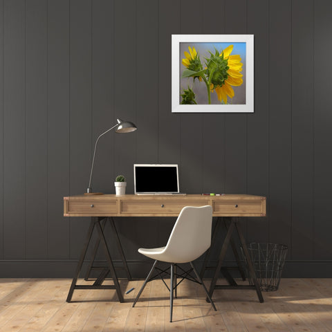 Sunflower White Modern Wood Framed Art Print by Fitzharris, Tim