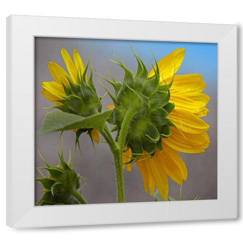 Sunflower White Modern Wood Framed Art Print by Fitzharris, Tim
