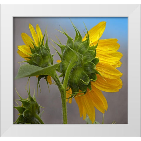Sunflower White Modern Wood Framed Art Print by Fitzharris, Tim