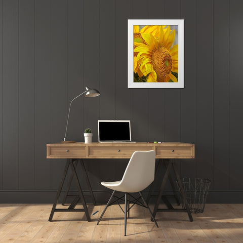 Sunflowers White Modern Wood Framed Art Print by Fitzharris, Tim