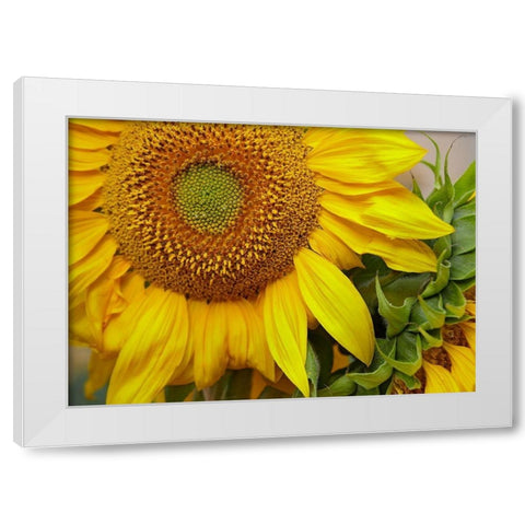 Sunflowers White Modern Wood Framed Art Print by Fitzharris, Tim