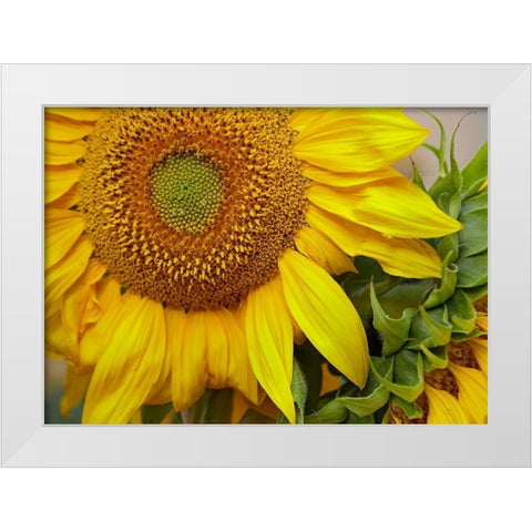 Sunflowers White Modern Wood Framed Art Print by Fitzharris, Tim