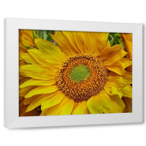 Sunflowers White Modern Wood Framed Art Print by Fitzharris, Tim