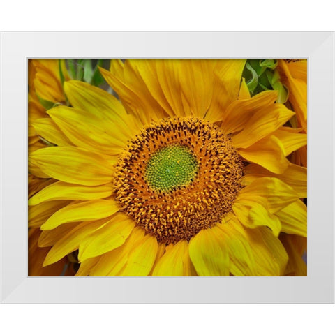 Sunflowers White Modern Wood Framed Art Print by Fitzharris, Tim