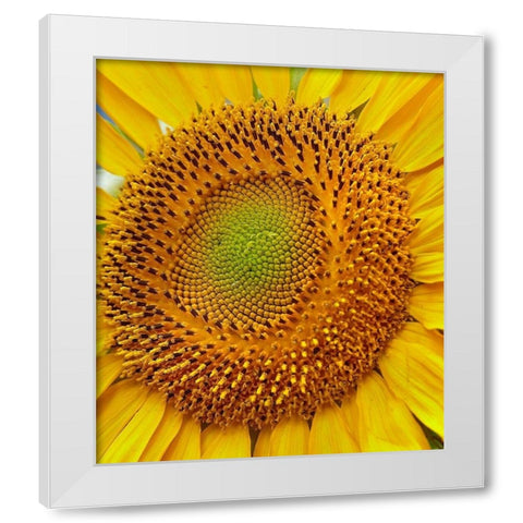 Sunflowers White Modern Wood Framed Art Print by Fitzharris, Tim