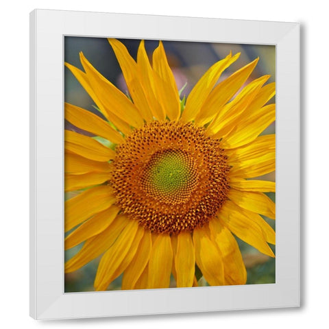 Sunflowers White Modern Wood Framed Art Print by Fitzharris, Tim