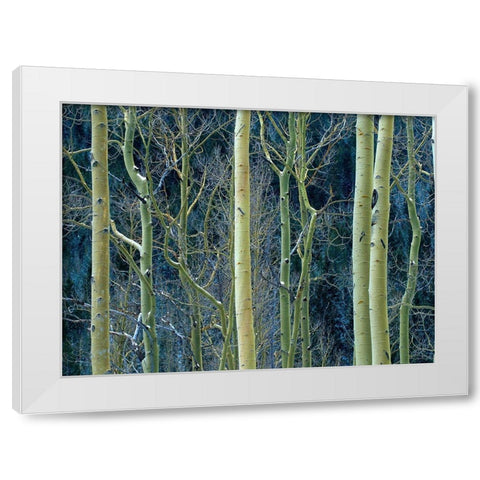 Aspen Trunks White Modern Wood Framed Art Print by Fitzharris, Tim