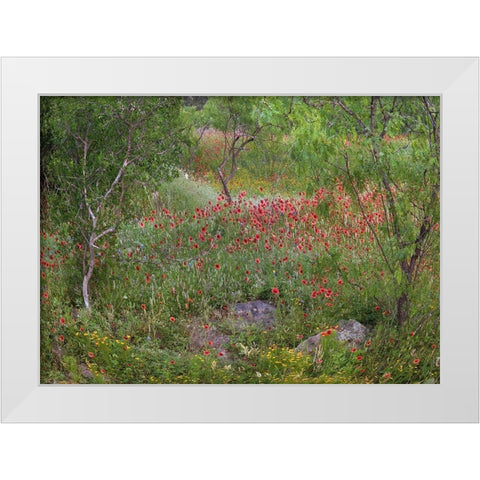 Wildflowers along White Creek White Modern Wood Framed Art Print by Fitzharris, Tim