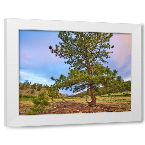 Pine Tree-Cochetopa Hills-Rio Grande National Forest White Modern Wood Framed Art Print by Fitzharris, Tim